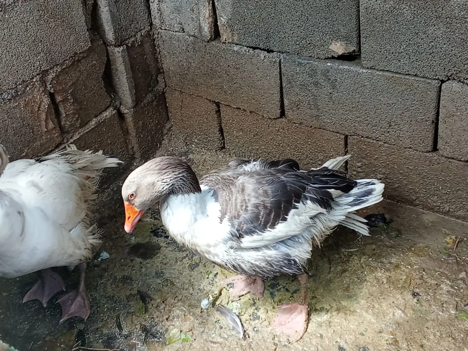 غاز|حیوانات مزرعه|ایذه, |دیوار