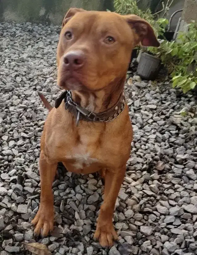 پبتبول|سگ|لنگرود, |دیوار