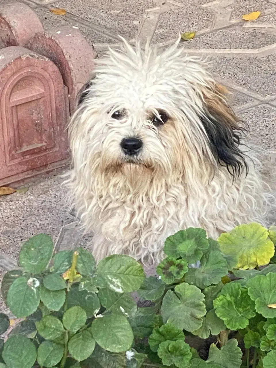 واگذاری شیتزو|سگ|سراب, |دیوار