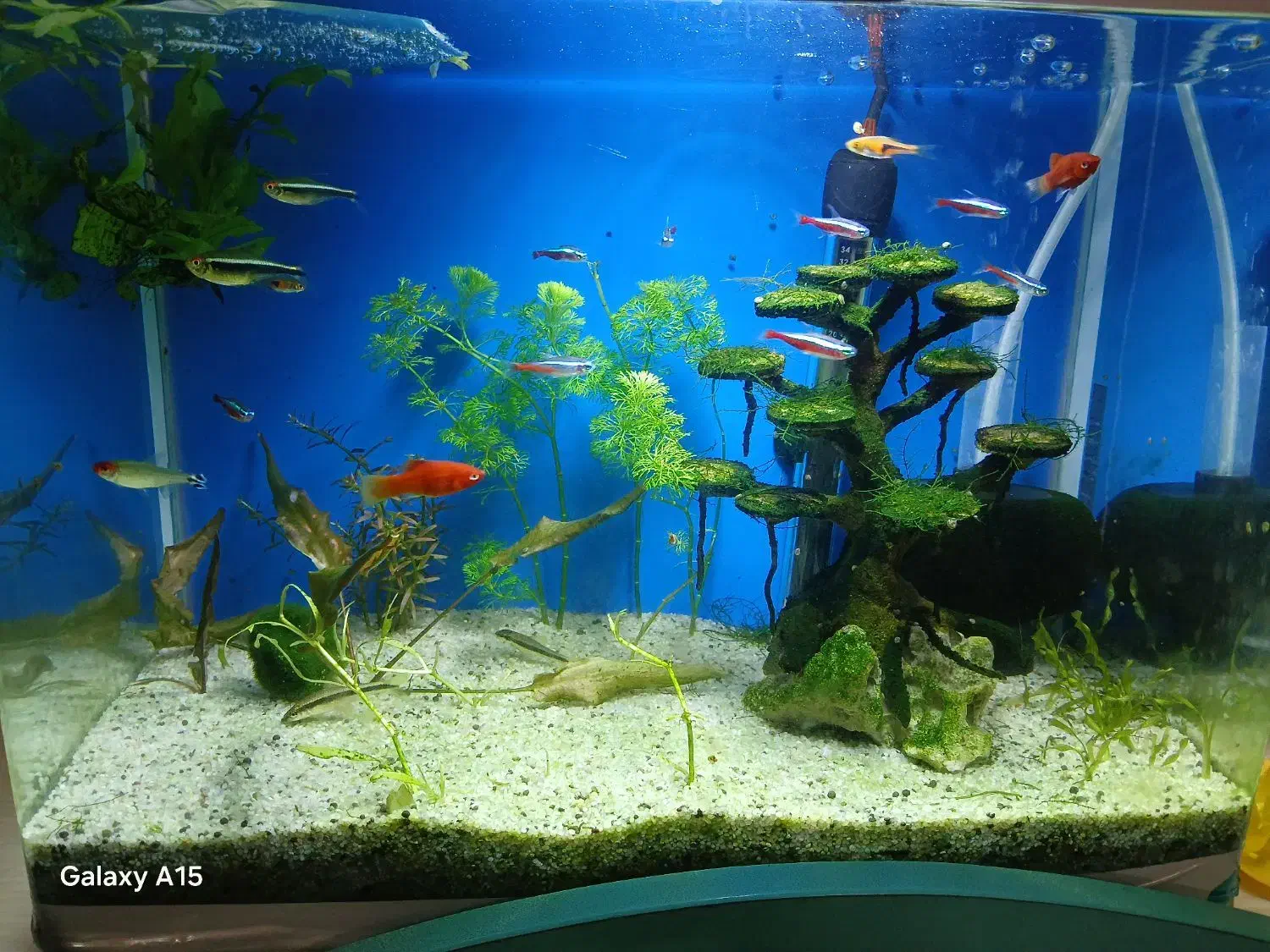 ماهی کاردینال،پلاتی،تترا،دلقک|ماهی|قم, انسجام|دیوار