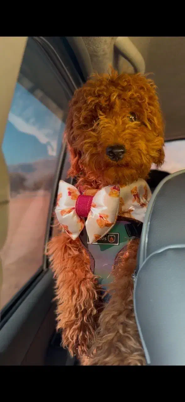 فروش سگ پودل ۵ماهه|سگ|شیراز, شهرک گلستان شمالی|دیوار