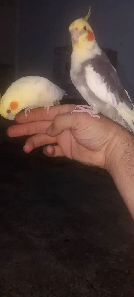 لشکر اباد|پرنده|کرخه, |دیوار