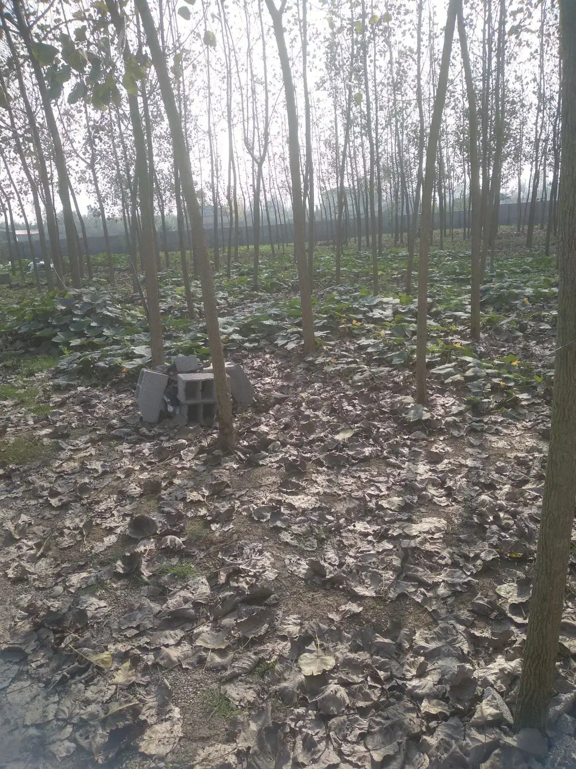 علف تراشی|خدمات باغبانی و درختکاری|لولمان, |دیوار