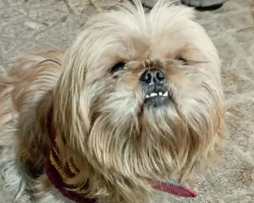 سگ شیتزو|سگ|کرج, پیشاهنگی|دیوار