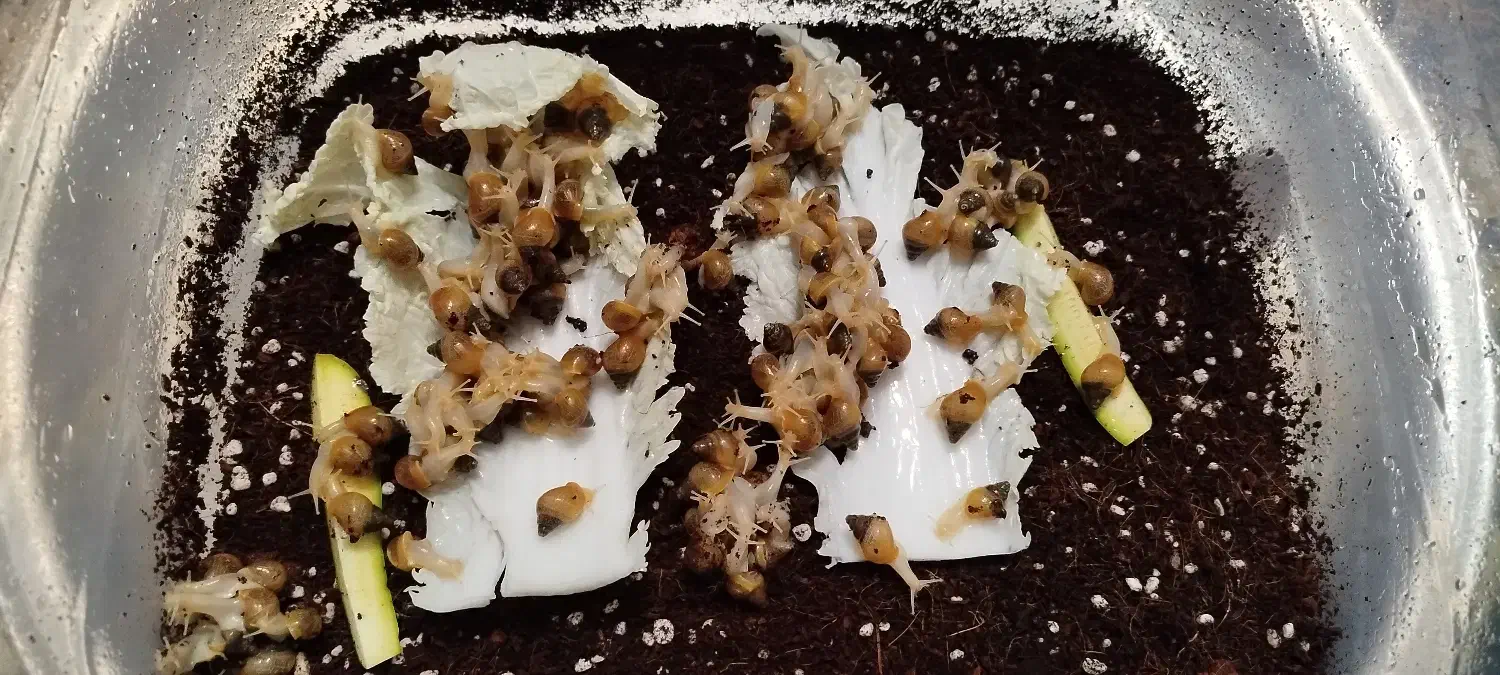 جوجه حلزون|خزنده|قزوین, |دیوار