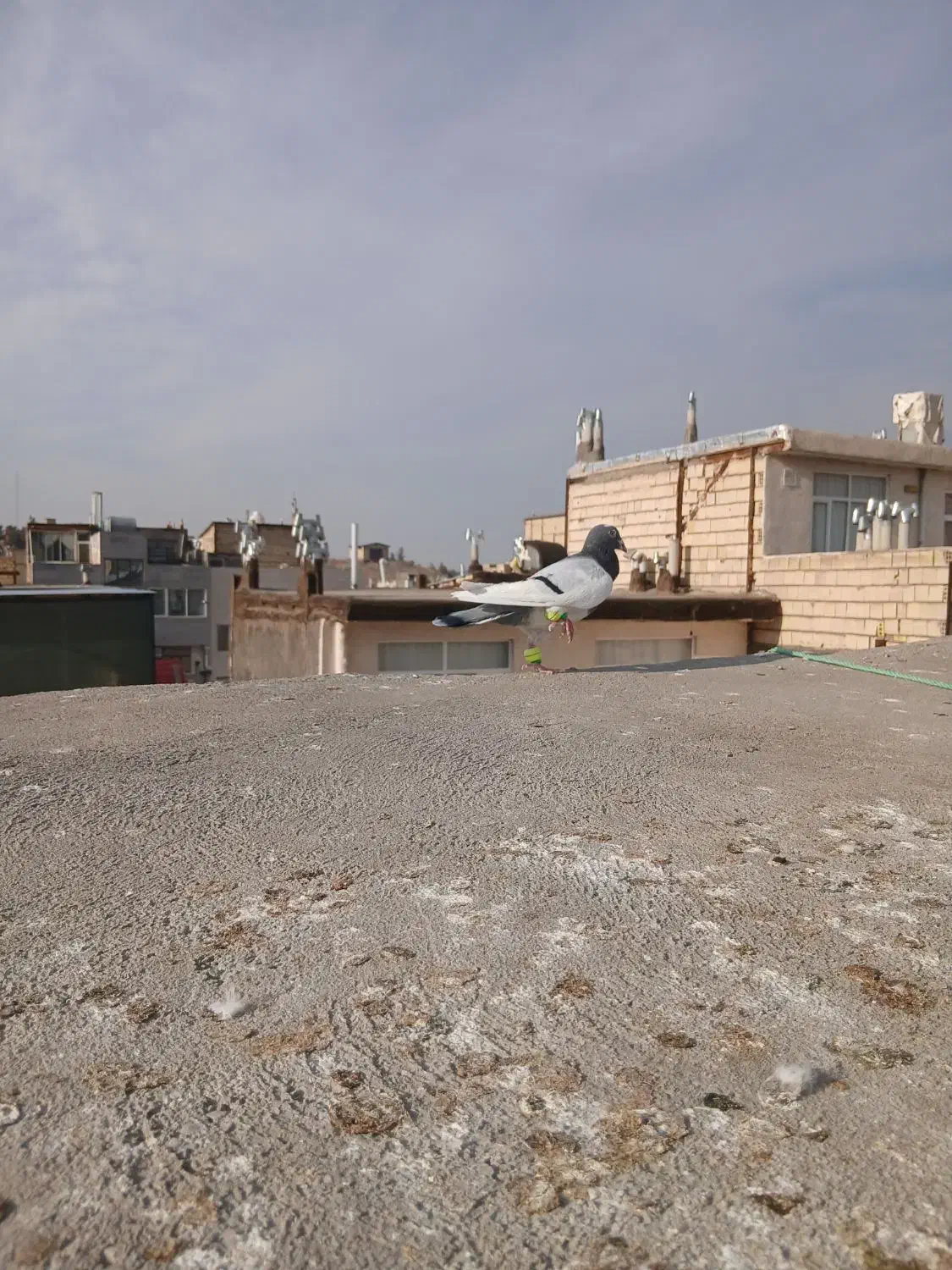 یهودی سبز|پرنده|شاندیز, |دیوار