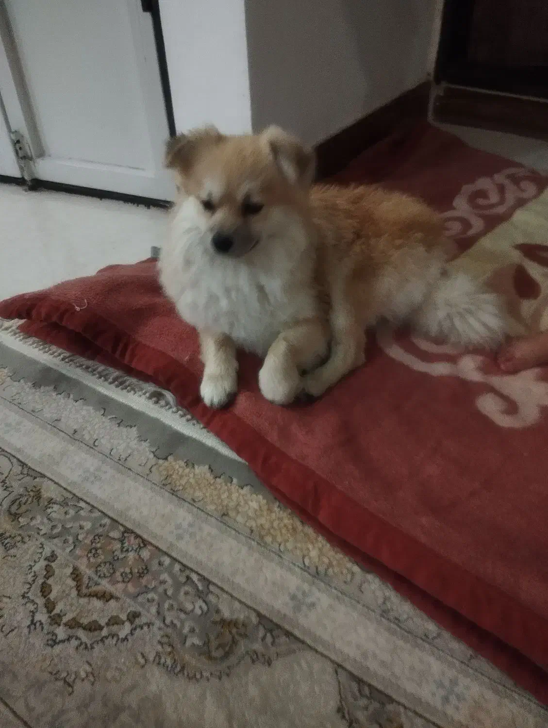 سگ پامرانین اصیل|سگ|تربتحیدریه, باغ سلطانی|دیوار