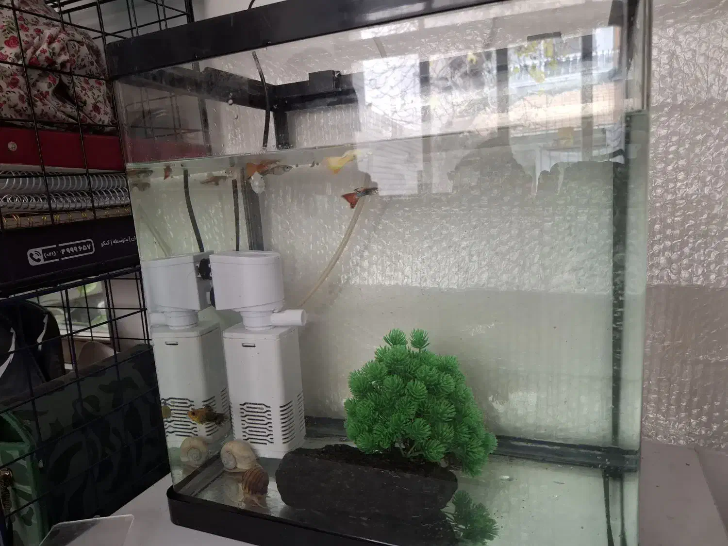 اکواریوم و لوازم|ماهی|اصفهان, رکن الدوله شرقی|دیوار