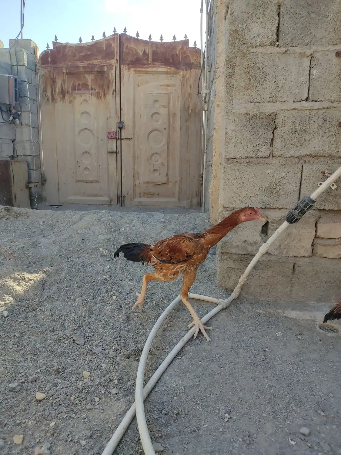 خروس لاری اصیل جوان|حیوانات مزرعه|سراوان, |دیوار