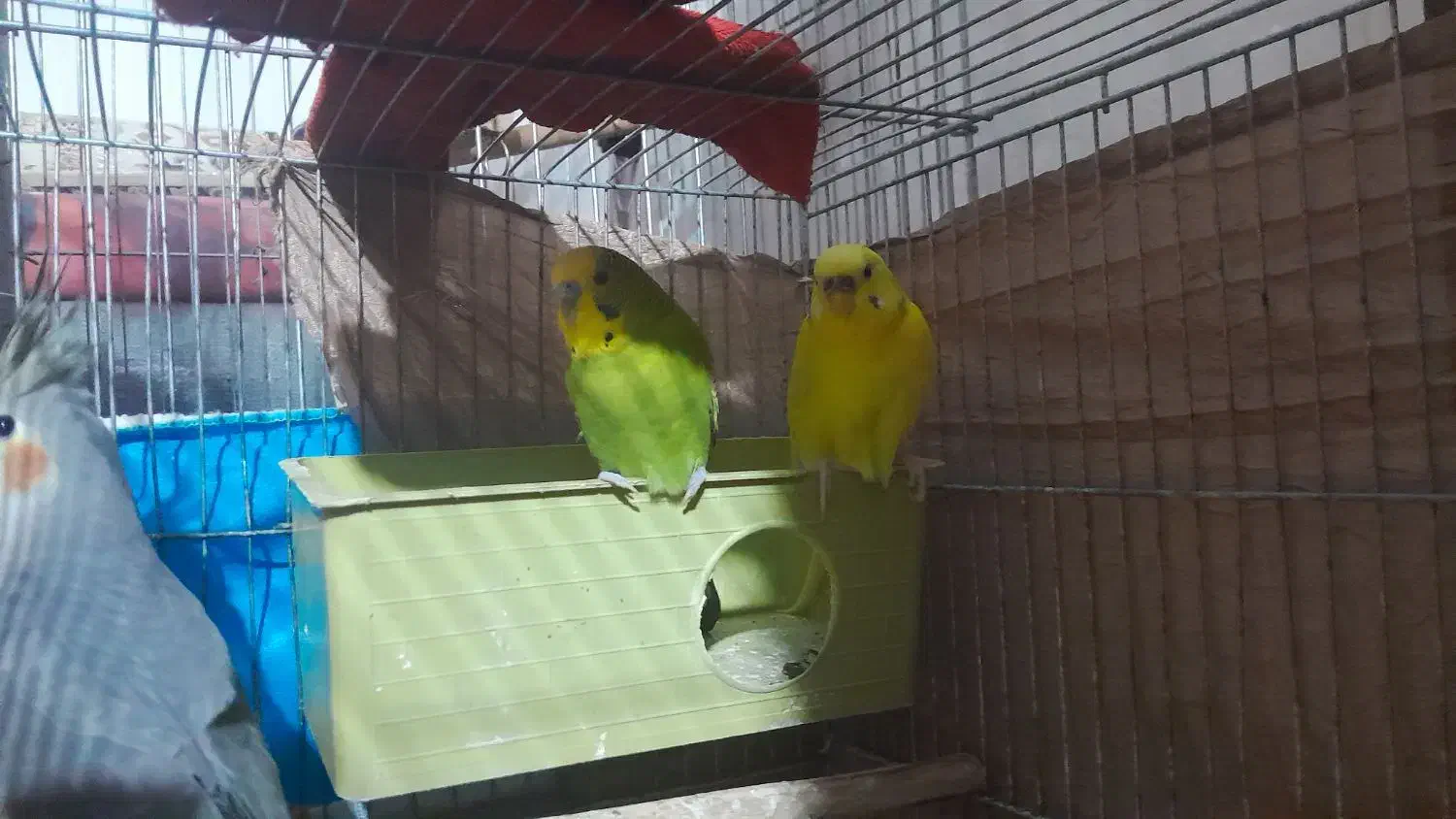 مرغ عشق با عروس هلندی|پرنده|مشکیندشت, |دیوار