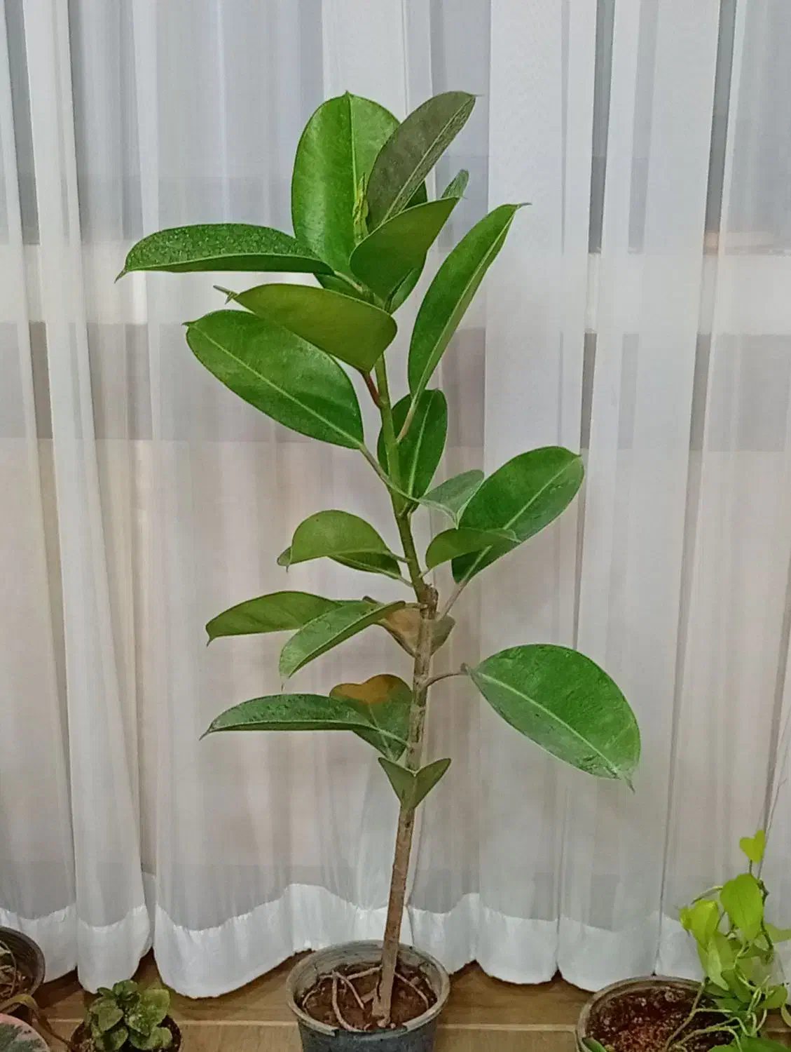 گل طبیعی|گل و گیاه طبیعی|بیرجند, |دیوار