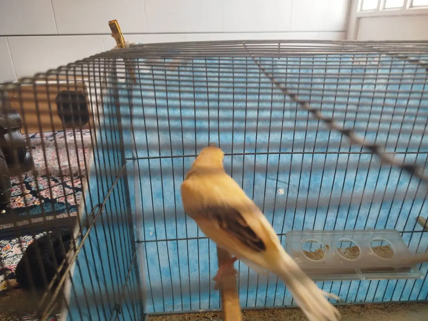 فروش جوجه قناری|پرنده|بافق, |دیوار