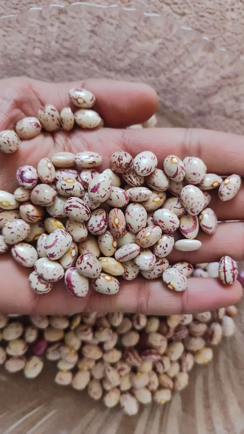 لوبیا چیتی درجه 1 امسال|خوردنی و آشامیدنی|شیراز, جوادیه|دیوار