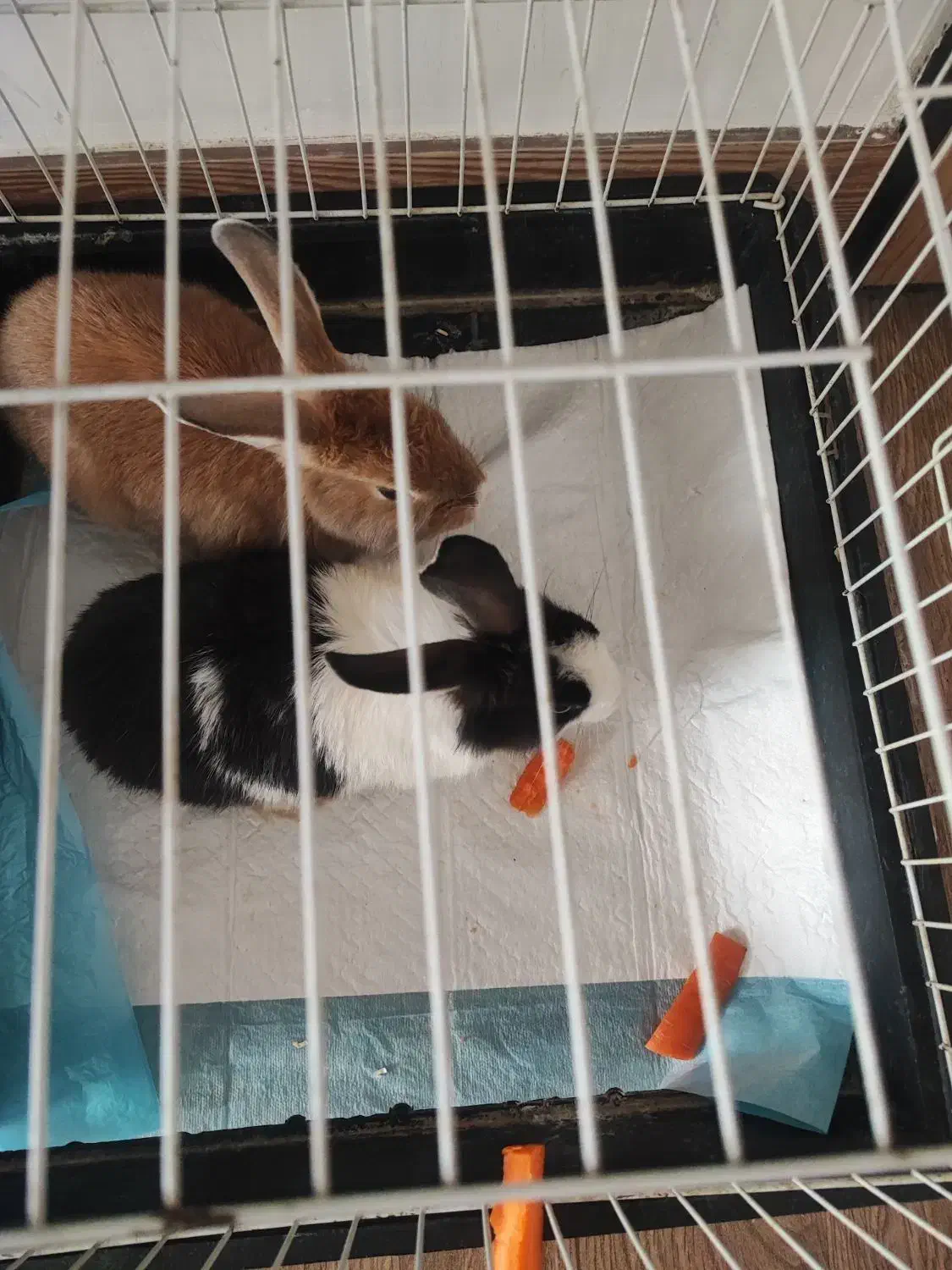 خرگوش|موش و خرگوش|زنجان, |دیوار