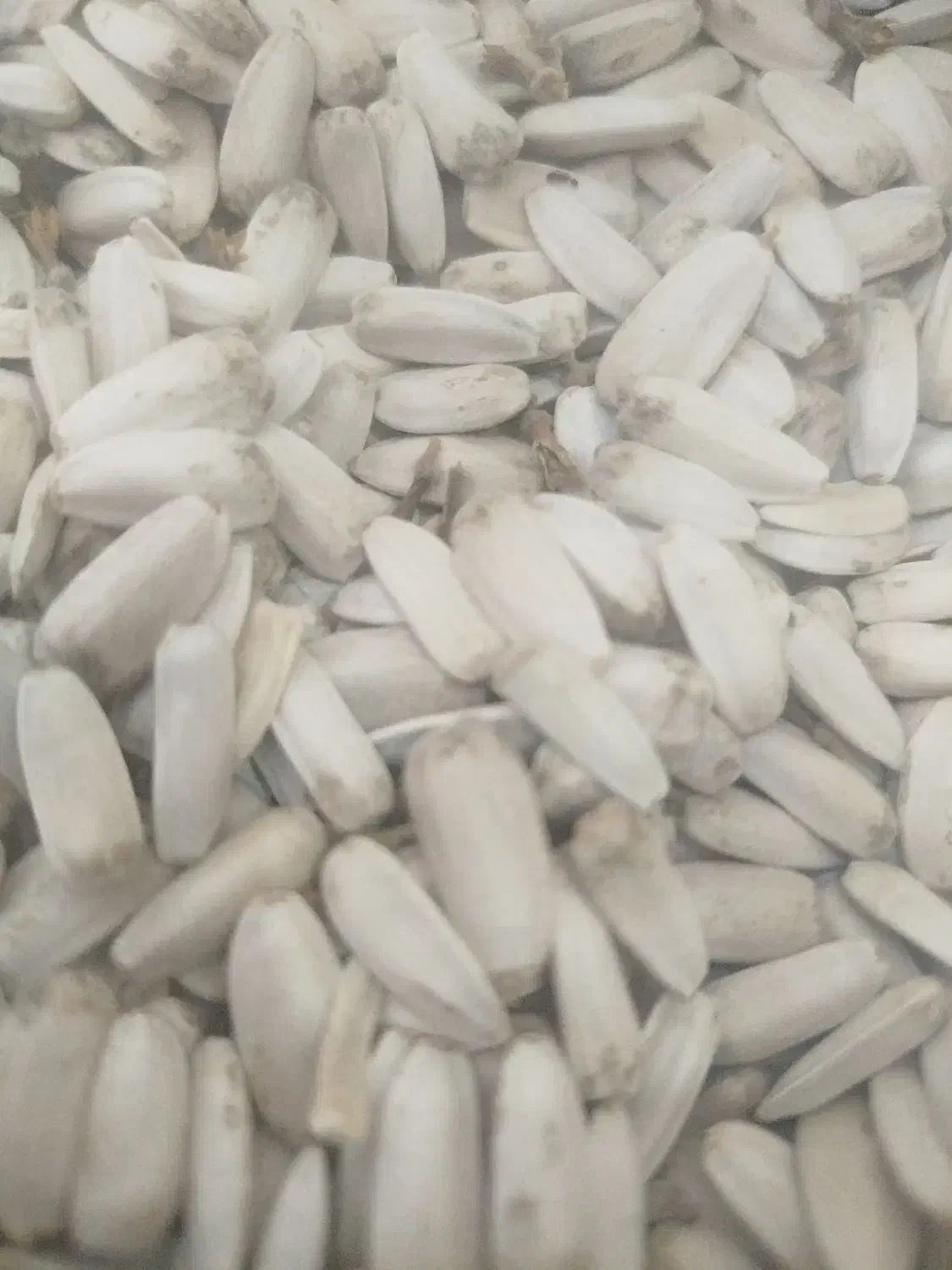 تخمه سفید درشت زیر قیمت کل ایران جزعی وکلی|عمدهفروشی|سبزوار, شرق کال عیدگاه|دیوار