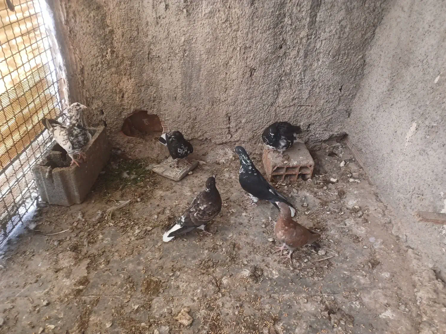 کبوتر فروشی|پرنده|شیروان (خراسان), |دیوار