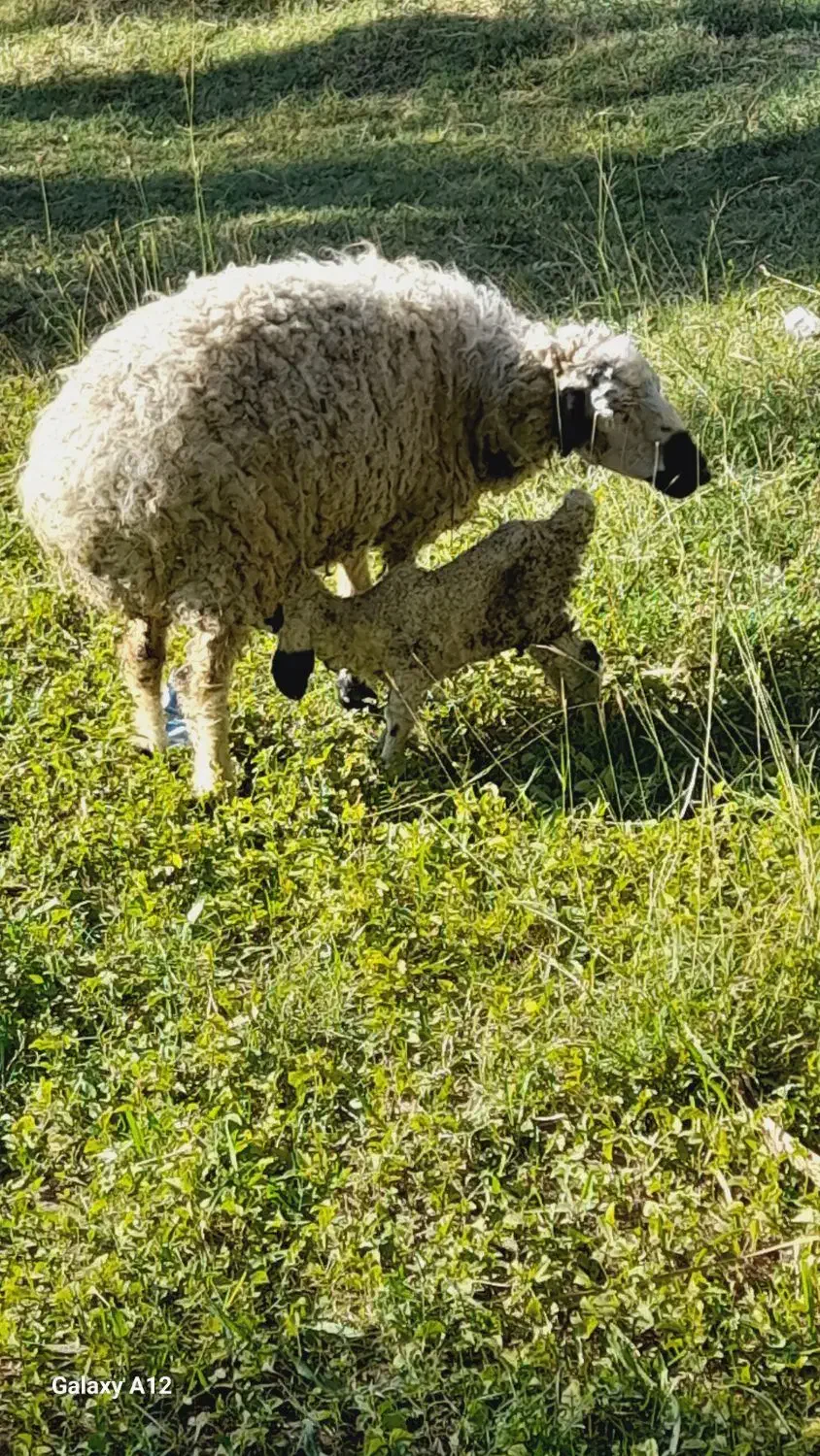 میش دوبره|حیوانات مزرعه|بم, |دیوار