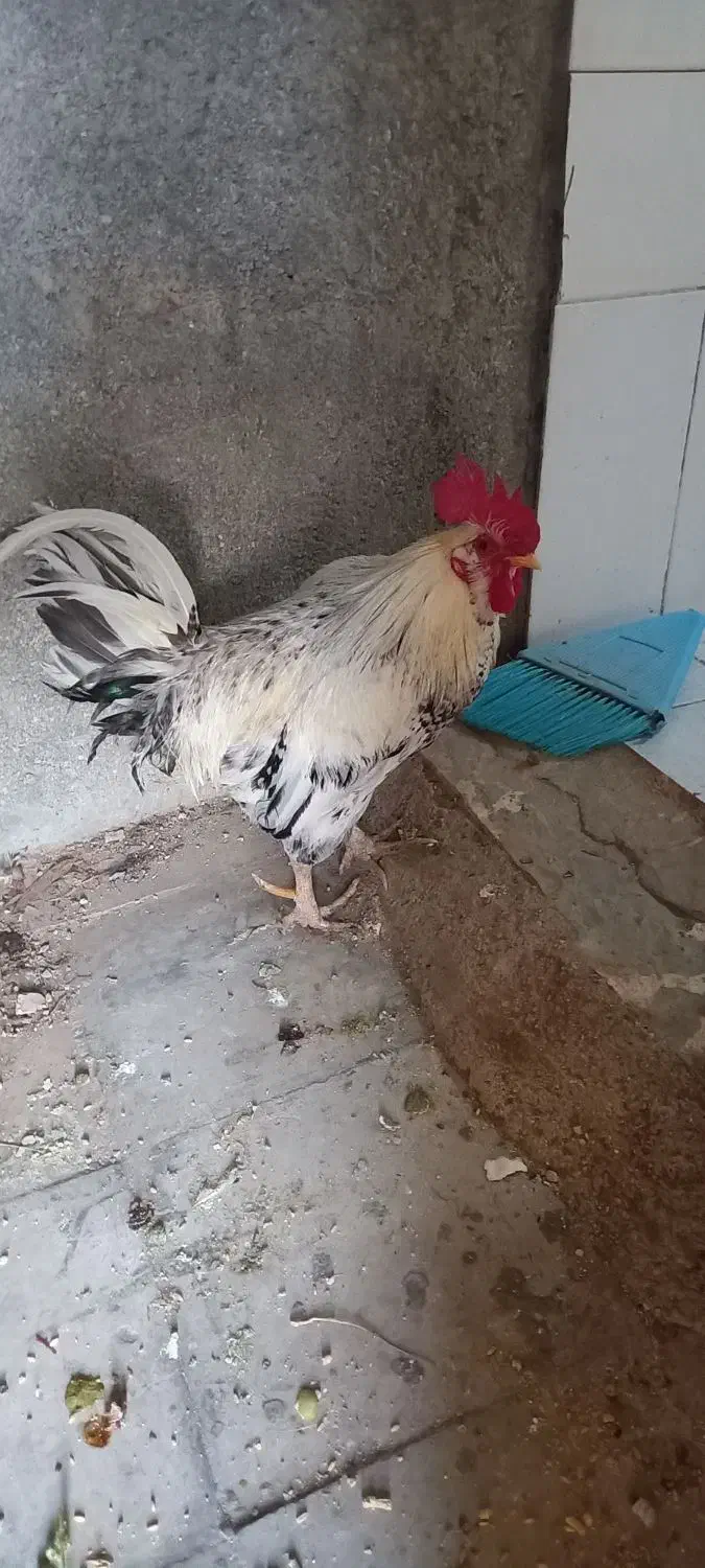 خروس محلی زیبا و سنگین کوهچنار|حیوانات مزرعه|کوه چنار, |دیوار