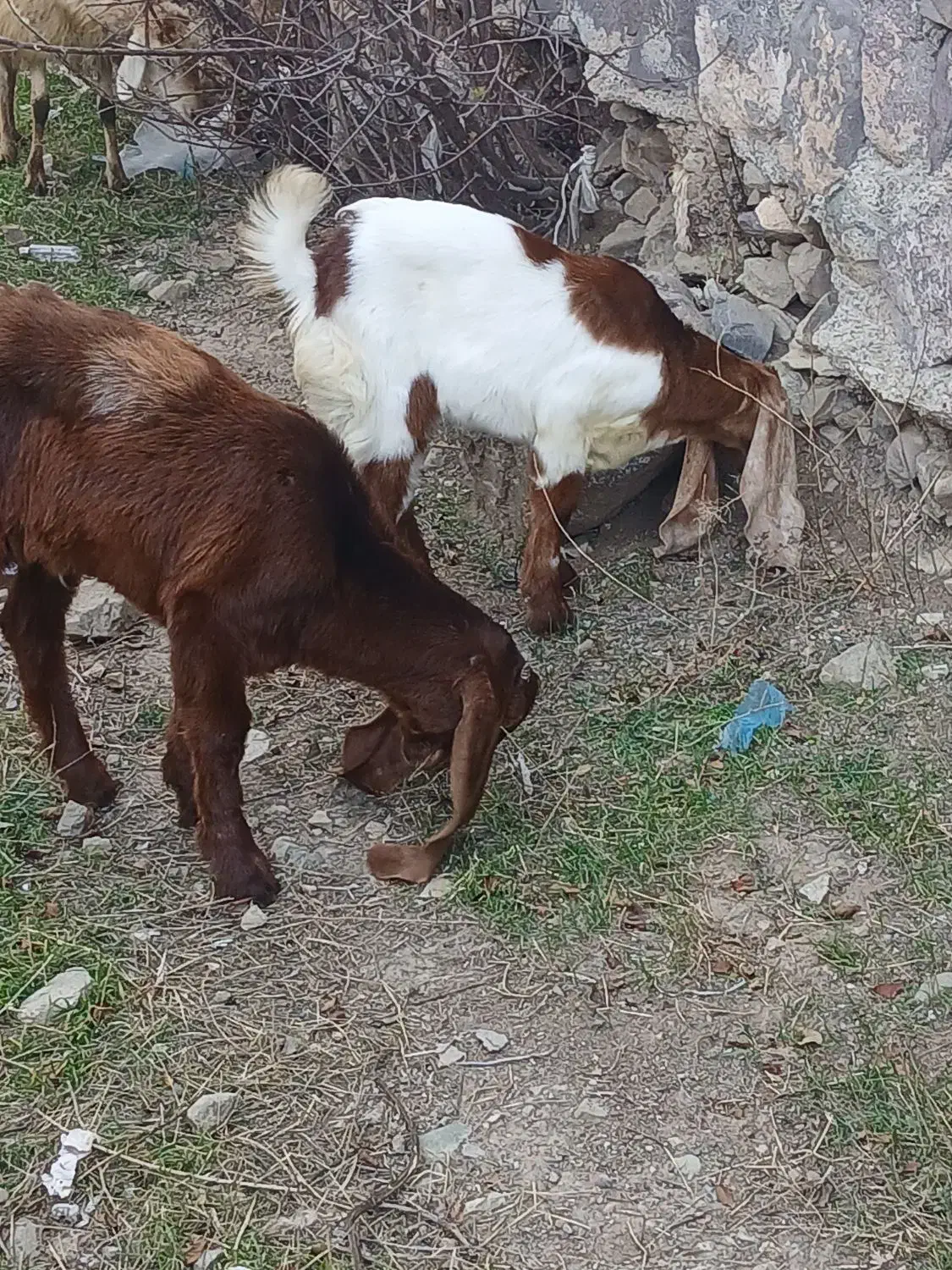 بزغاله نر و ماده عراقی|حیوانات مزرعه|صوفیان, |دیوار