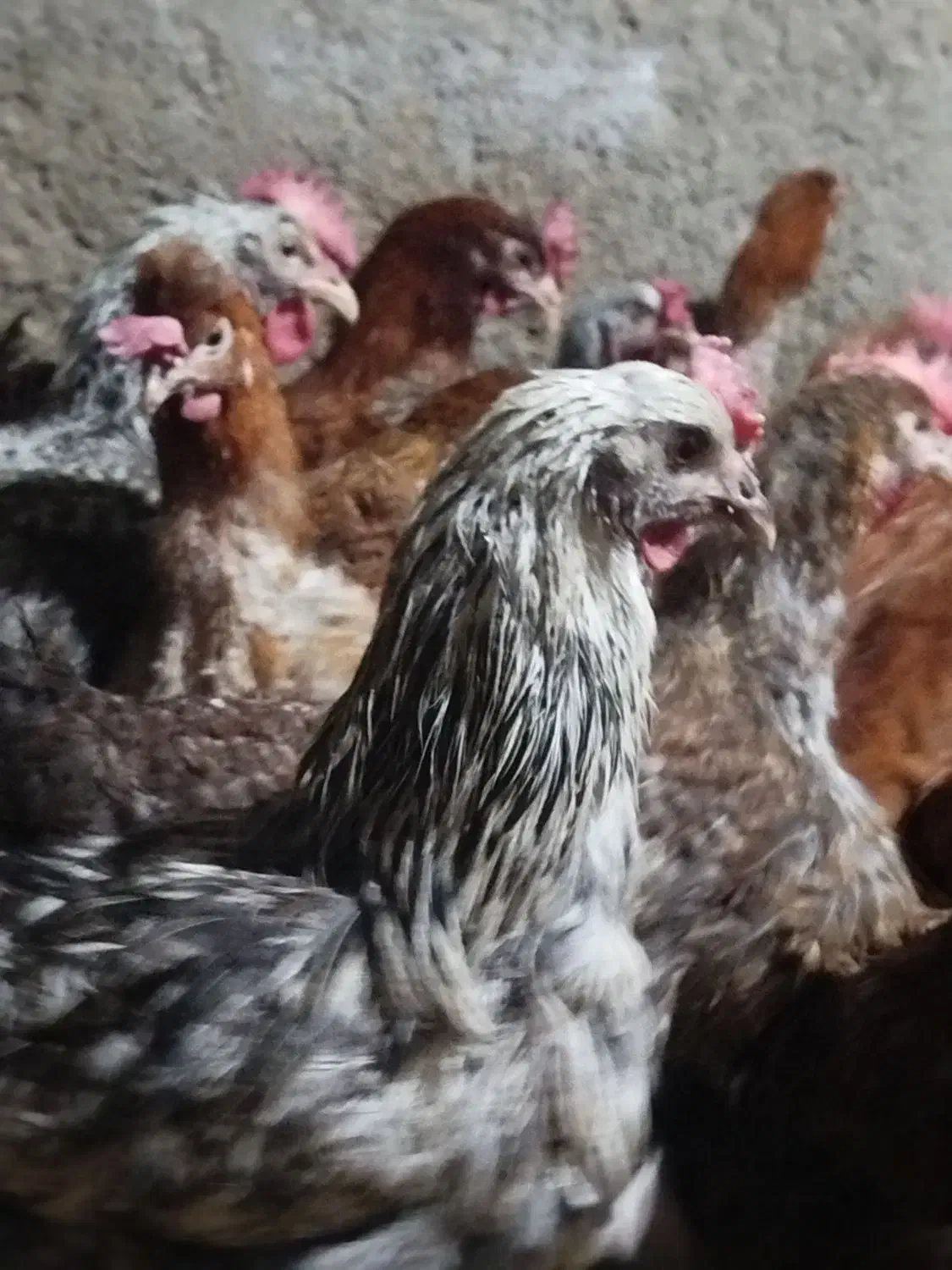 مرغ محلی|حیوانات مزرعه|درمیان, |دیوار