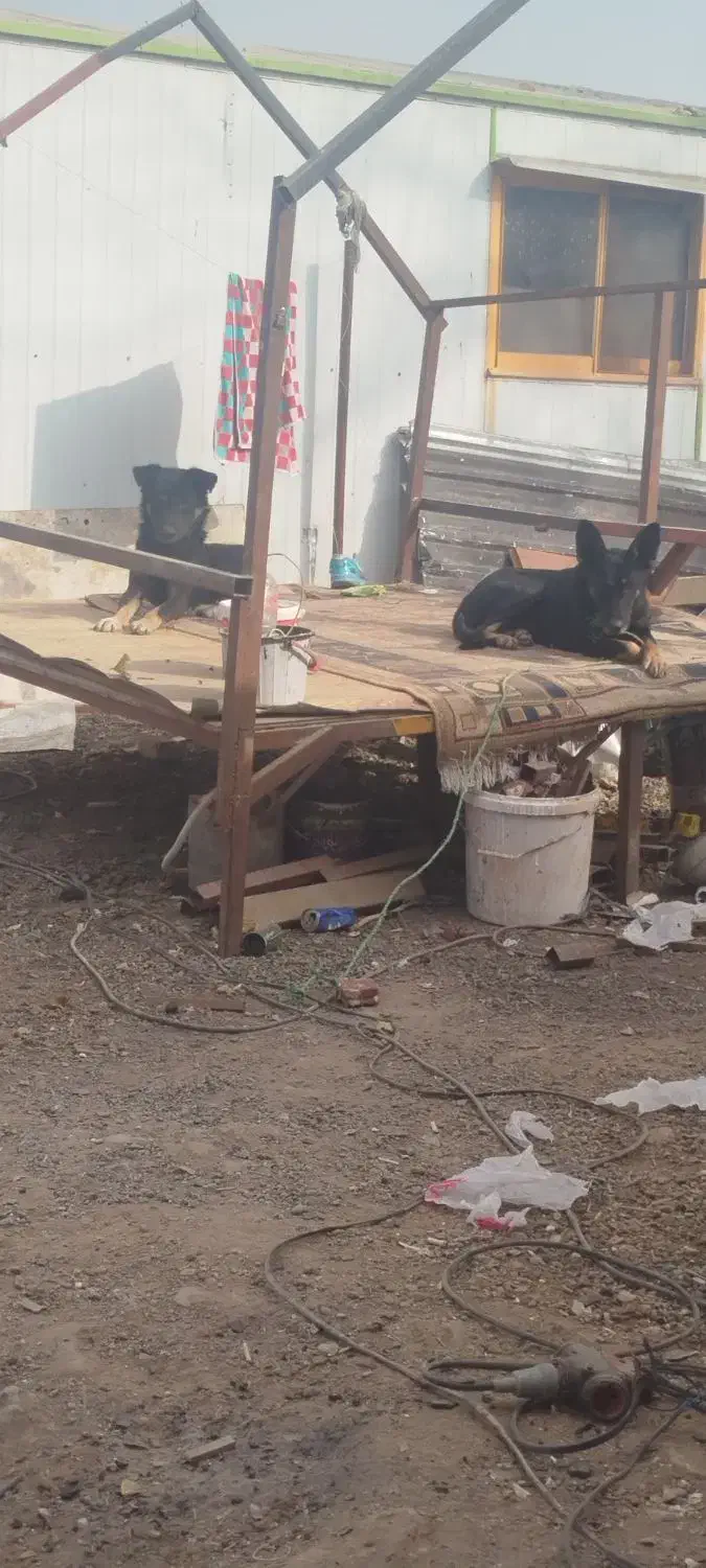 سگ دوبرمن|سگ|چهاردانگه (تهران), |دیوار