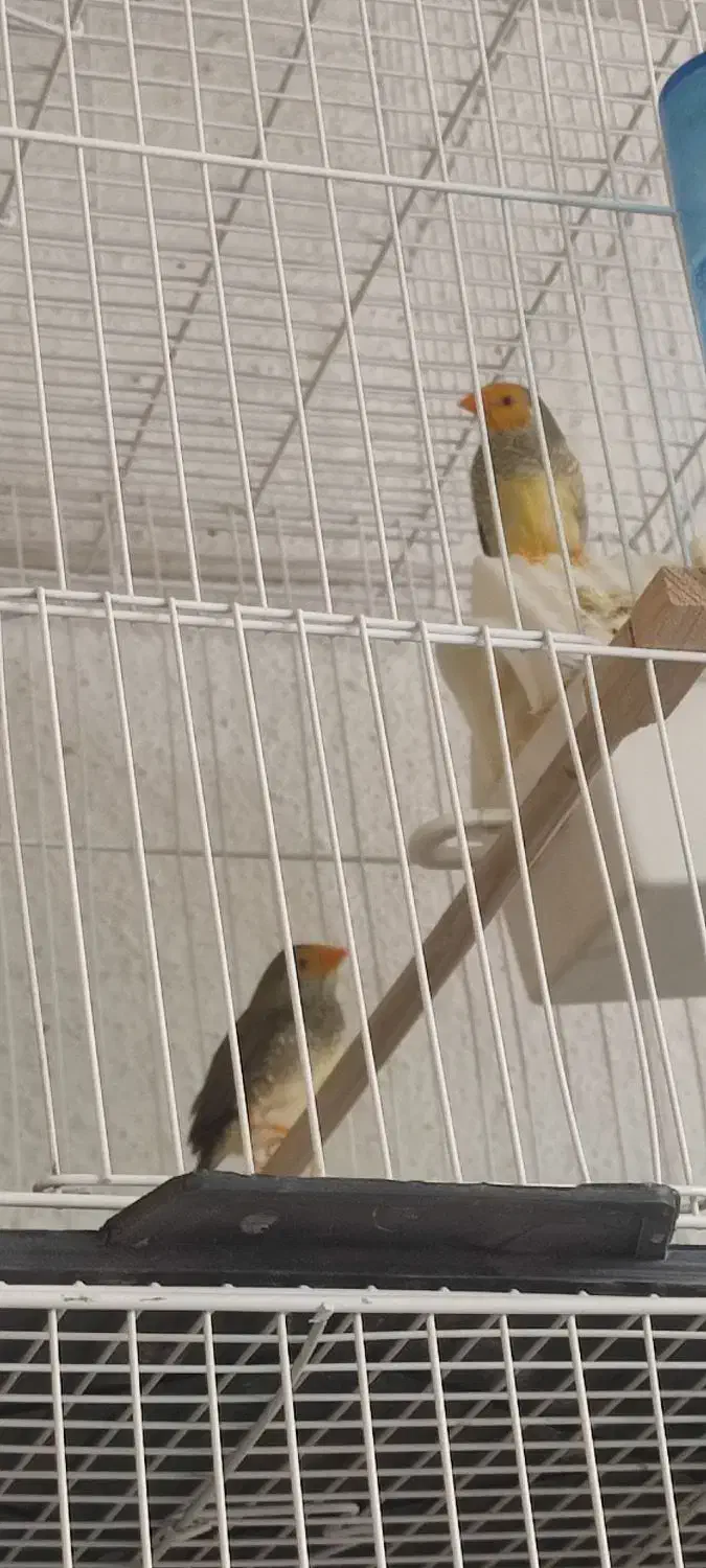 انواع فنچ گلدین .ستاره ای ،جغدی،کراواتی ،گلوبریده|پرنده|شیروان (خراسان), |دیوار