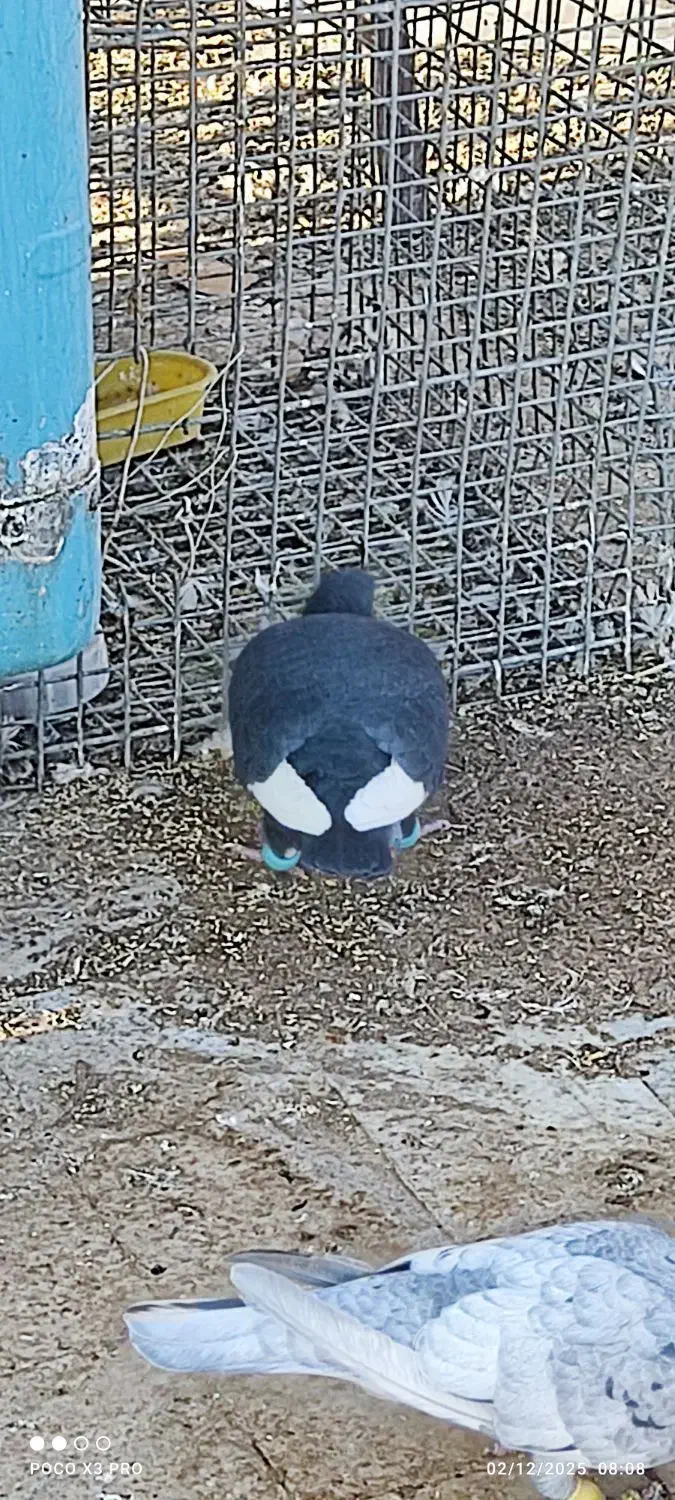 کبوتر قره|پرنده|زبرخان, |دیوار