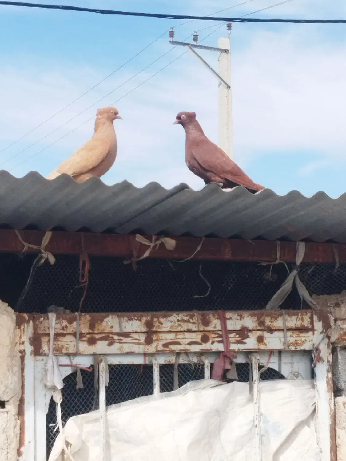 پرنده مرغ کبوتر|پرنده|اندیمشک, |دیوار