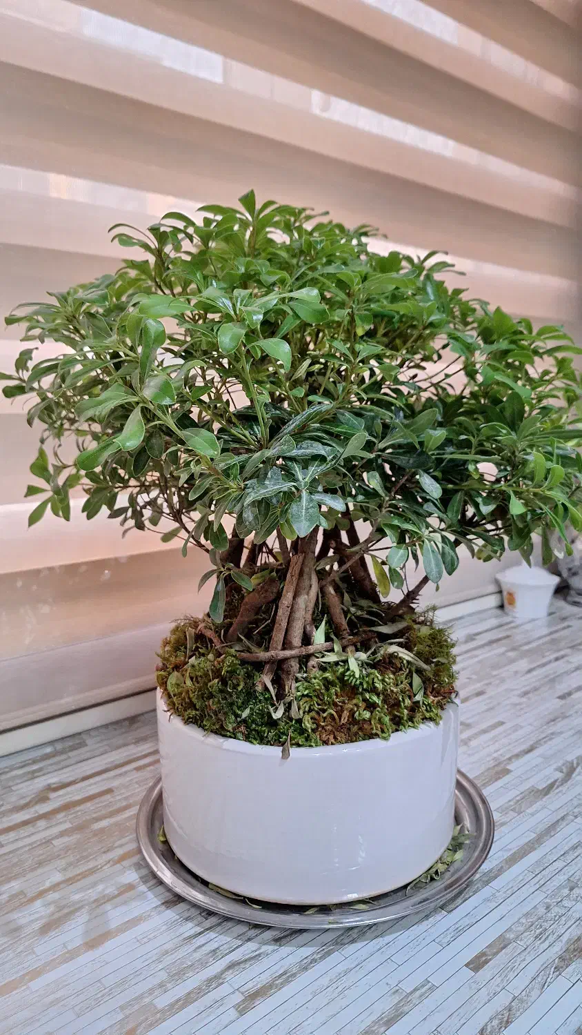 درختچه بنسای شفلرا|گل و گیاه طبیعی|تهران, نیروی هوایی (پیروزی)|دیوار