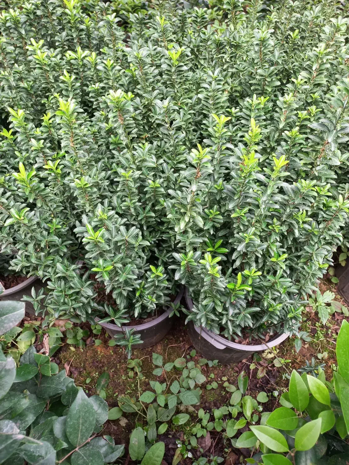 شمشاد نعنایی سبز سطل ۱۰ قیچی خورده|خدمات باغبانی و درختکاری|چابکسر, |دیوار