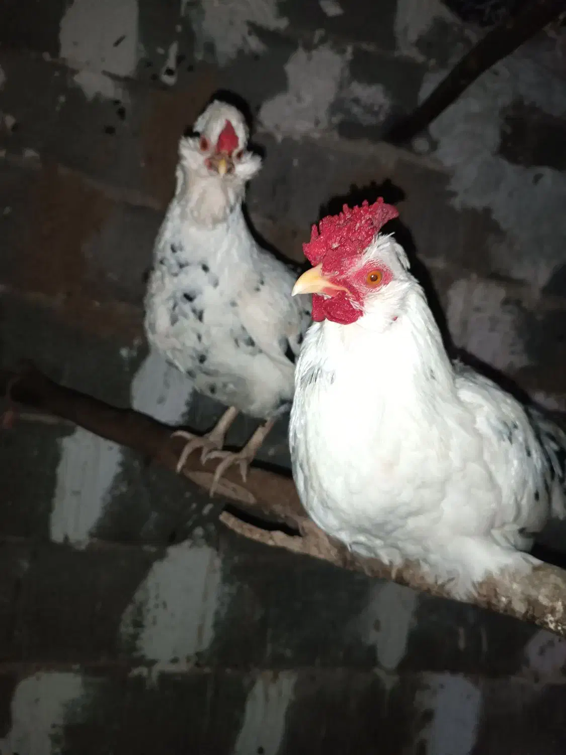 مرغ و خروس گلین چهل تاج|حیوانات مزرعه|خان ببین, |دیوار