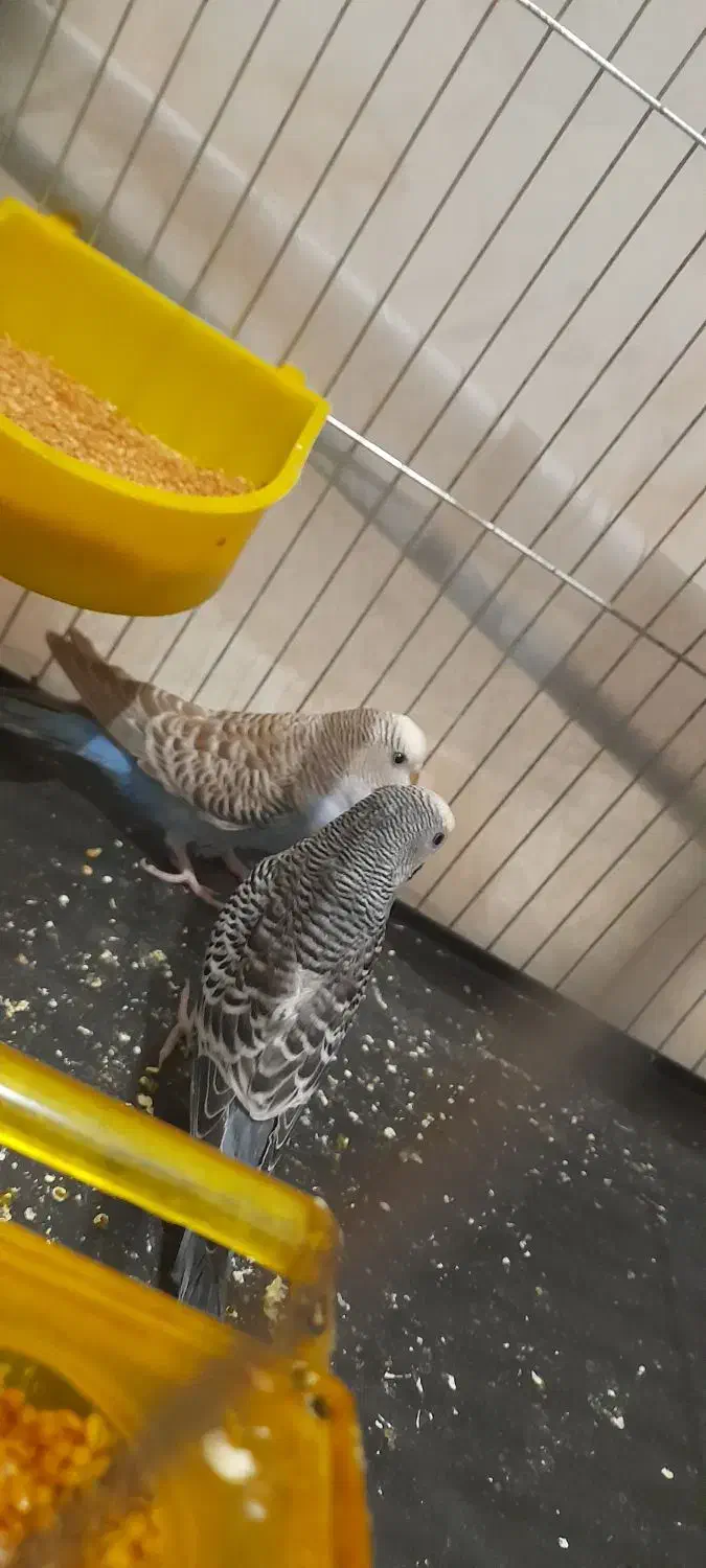 یک جفت مرغ عشق|پرنده|تاکستان, |دیوار