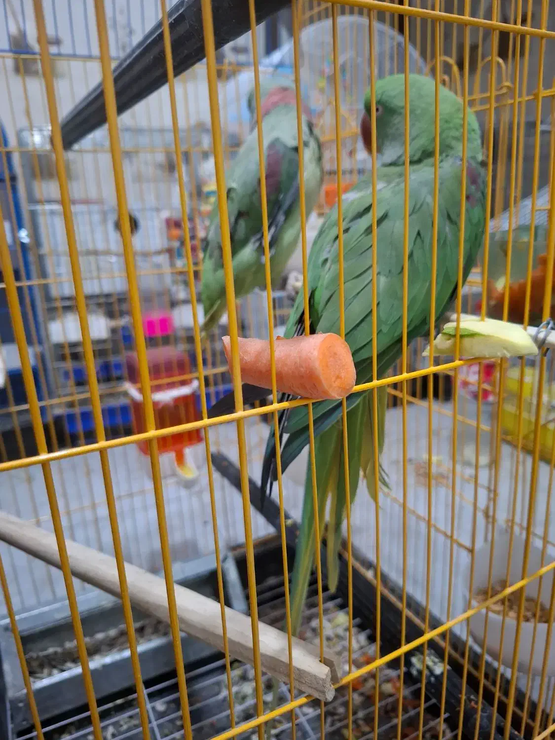 جفت شاه طوطی اسکندر سایز درشت|پرنده|کرمان, |دیوار