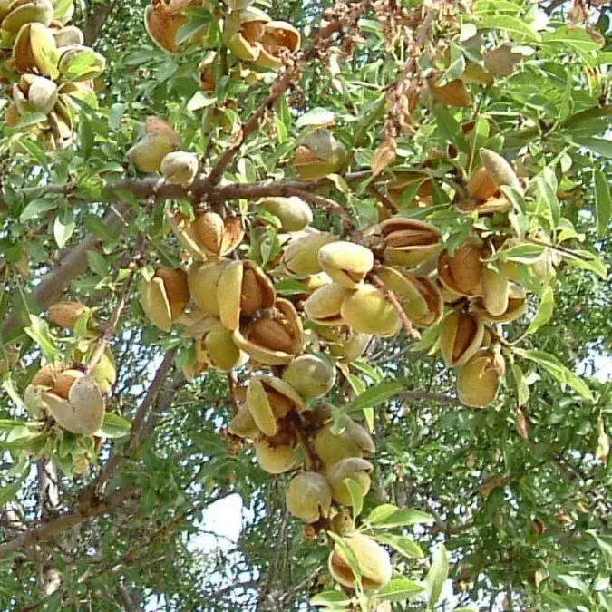 نهالستان گردو و فندق های پربار پالیز مهندس قاسمی|خدمات باغبانی و درختکاری|تربتحیدریه, آبشار|دیوار