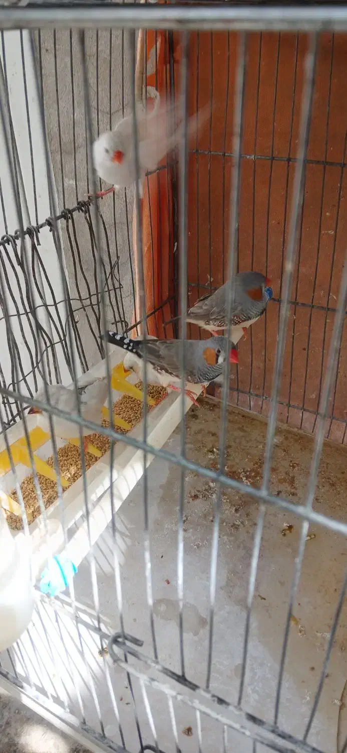 ۵ عدد فنچ همراه با قفس|حراج|یاسوج, |دیوار