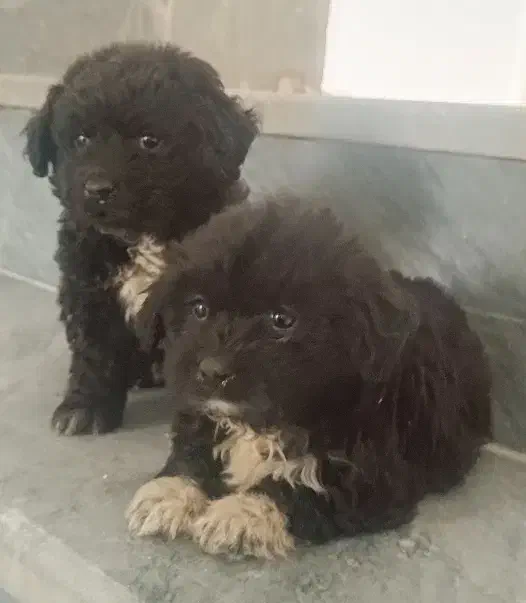 سگ پاکوتاه|سگ|قم, علی آباد سعدگان|دیوار