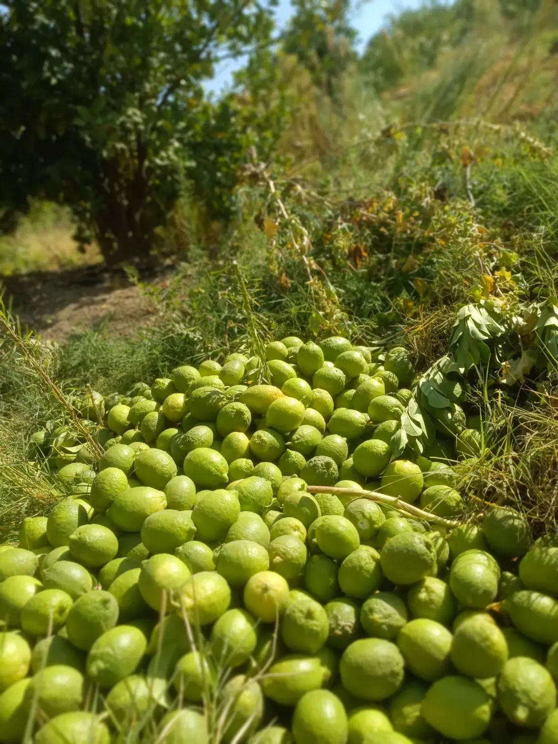 زمین باغ لیمو ثمری|فروش زمین و ملک کلنگی|دوگنبدان, |دیوار