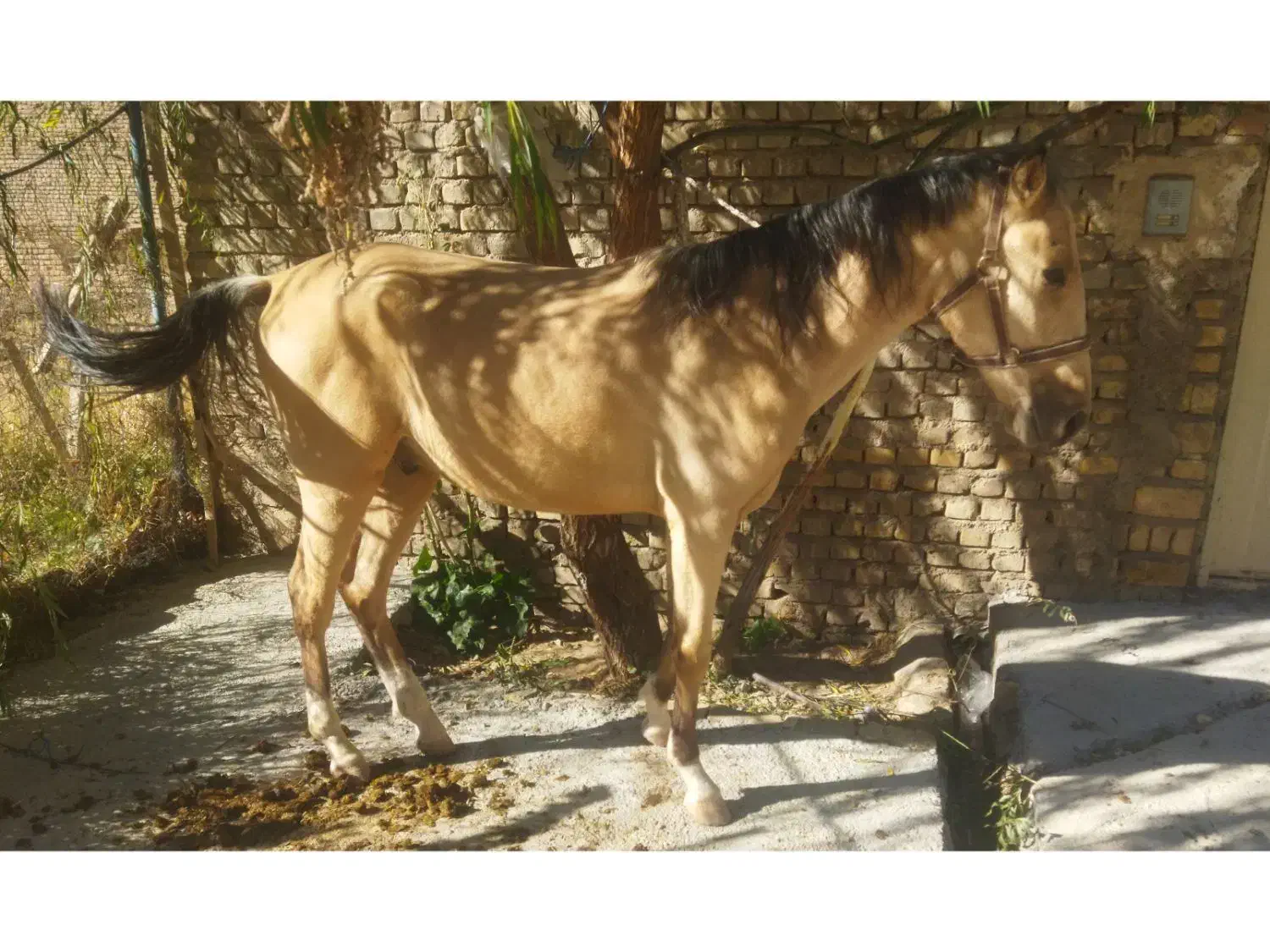 اسب عرب|اسب و تجهیزات اسبسواری|زنجان, |دیوار