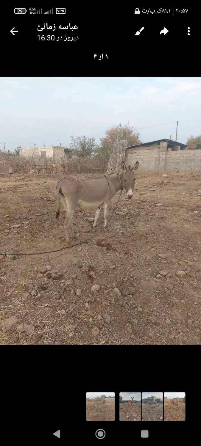 الاغ جوان|حیوانات مزرعه|گنبد کاووس, |دیوار