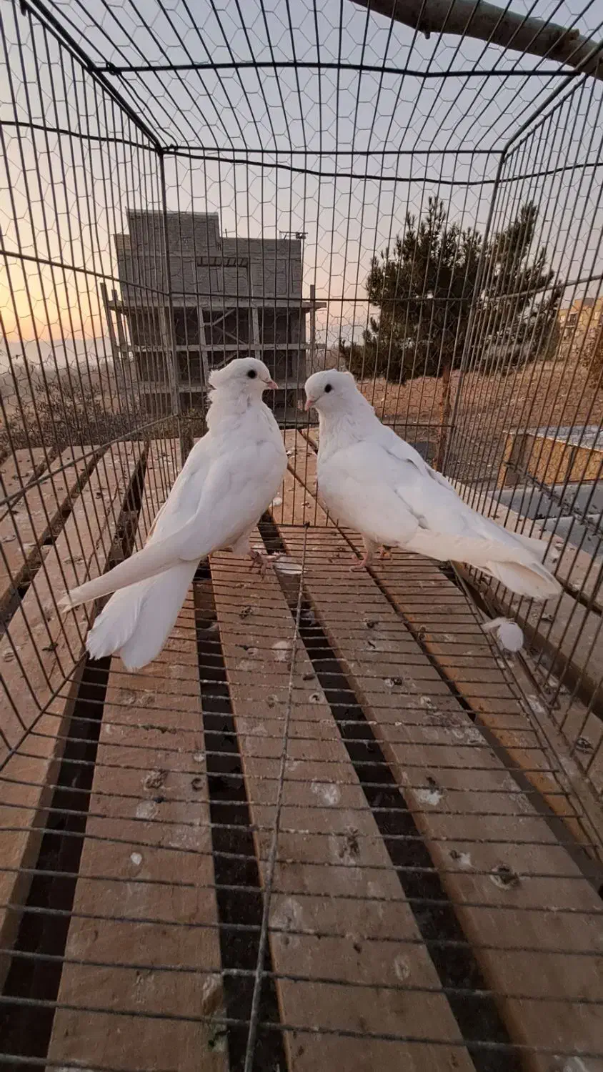 فروشی|پرنده|فردیس, منظریه|دیوار