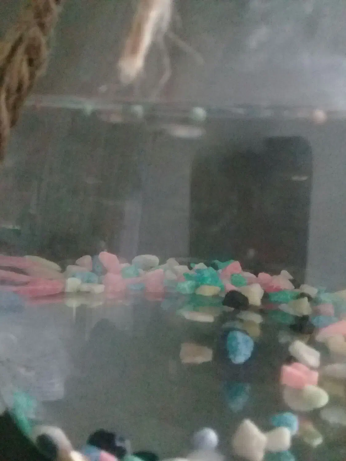 ماهی مولی|ماهی|بروجرد, |دیوار