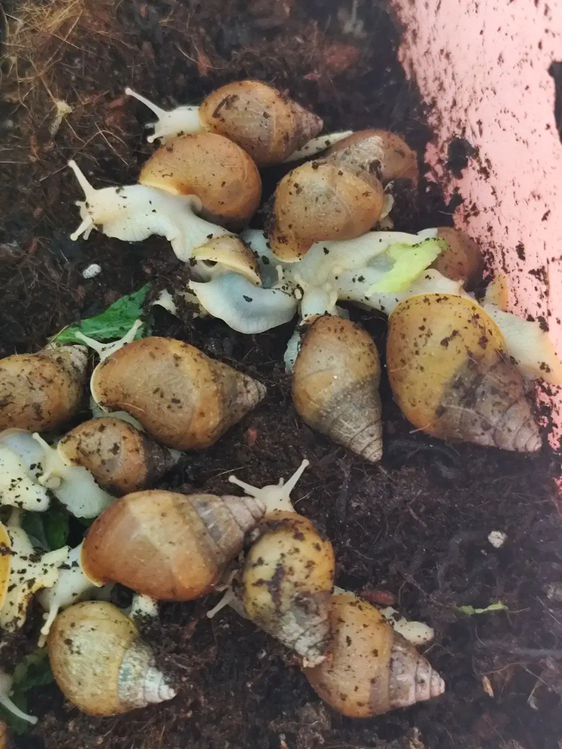 حلزون آلبینو آچاتینای|خزنده|محمدشهر, شهرک چمران|دیوار