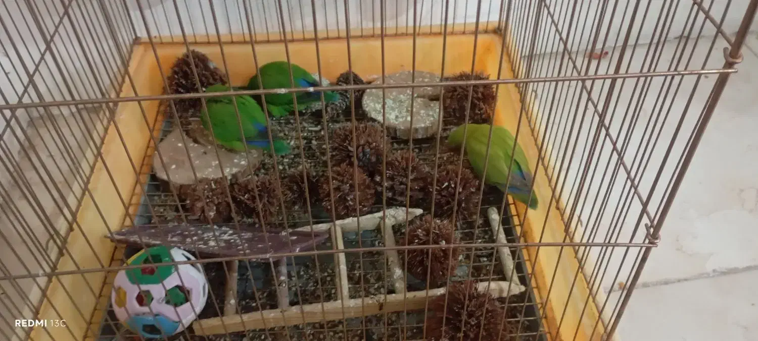 طوطی برزیلی|پرنده|شیراز, گلشن|دیوار