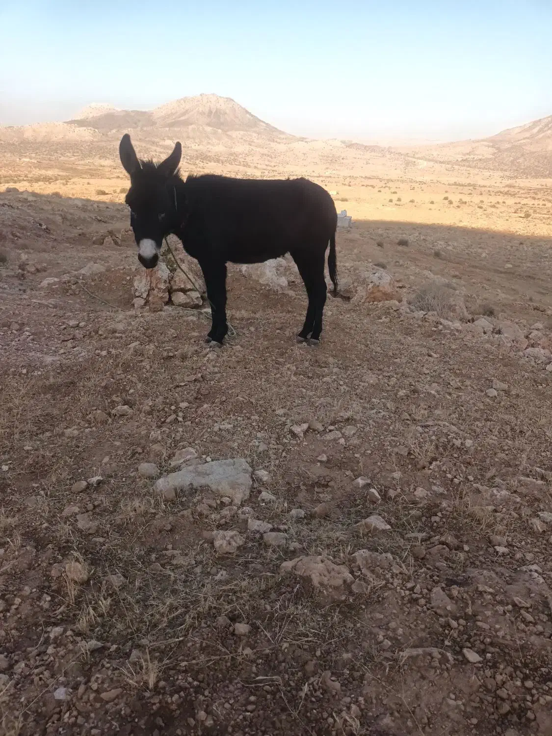 الاغ ماده جوان|حیوانات مزرعه|سیرجان, |دیوار