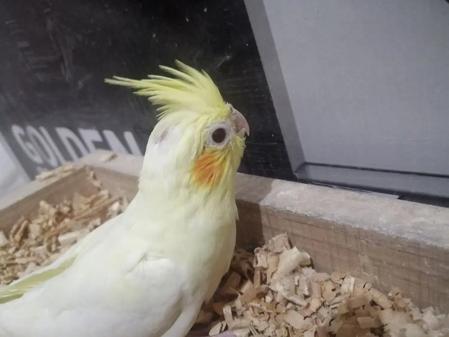 جوجه عروس|پرنده|بندرعباس, |دیوار