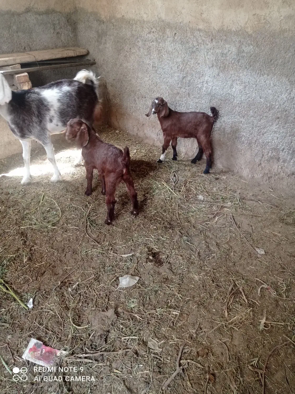 بز با دو عدد کره نر ۳ ماهه|حیوانات مزرعه|تفت, |دیوار