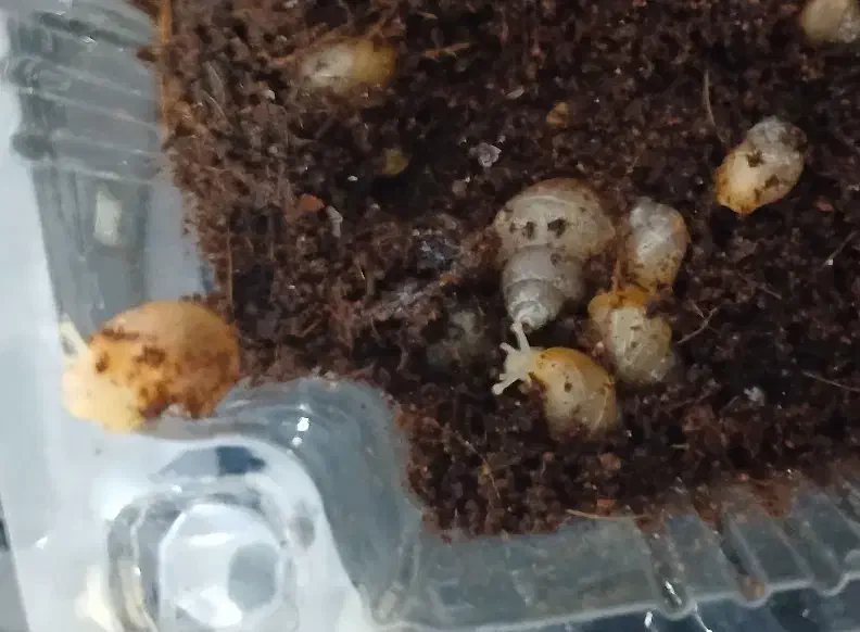 hala.zon|خزنده|شیروان (خراسان), |دیوار