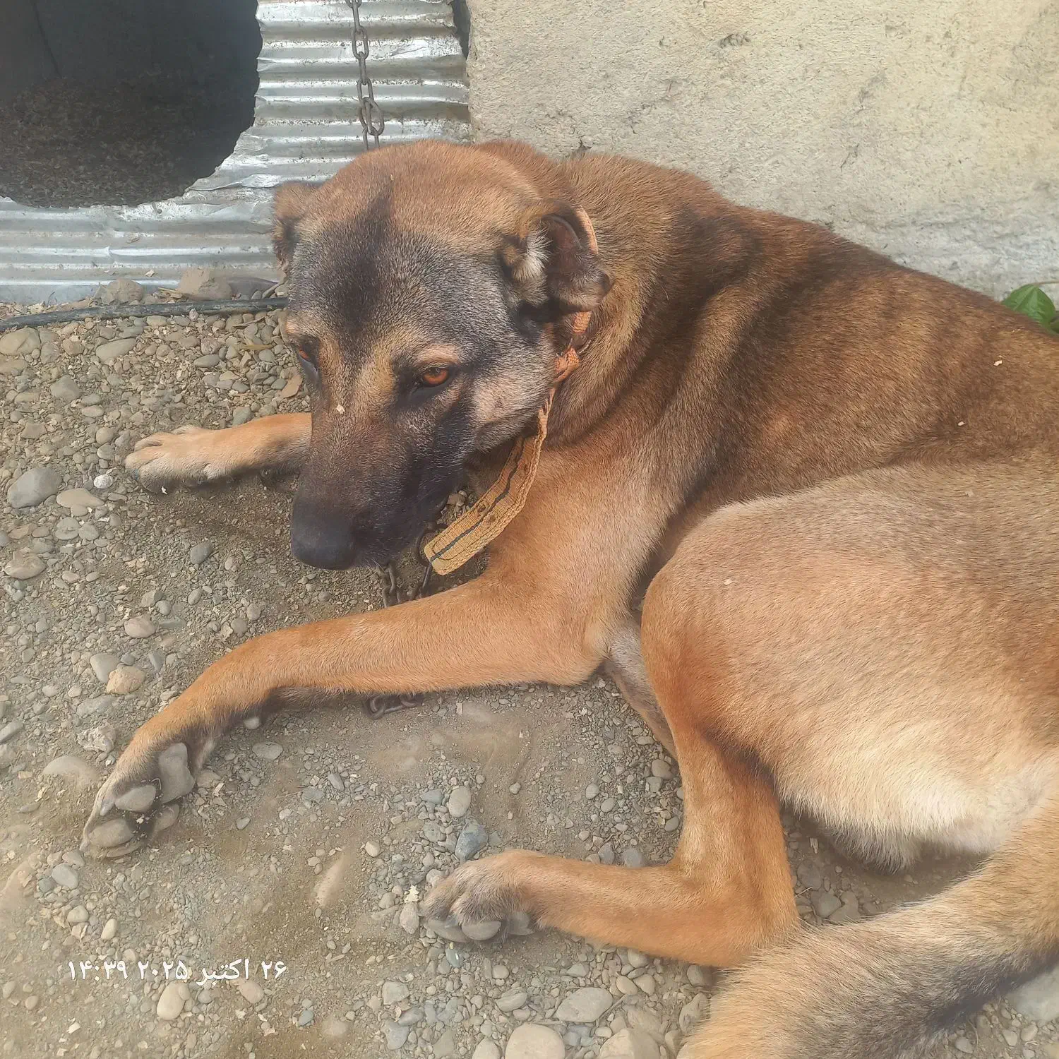 سگ نگهبان|سگ|احمدسرگوراب, |دیوار