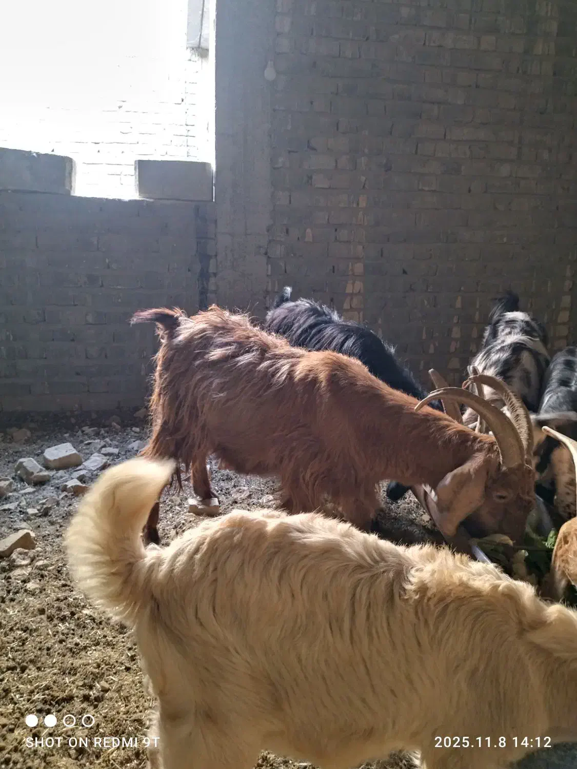 بز قصابی|حیوانات مزرعه|کوار, |دیوار