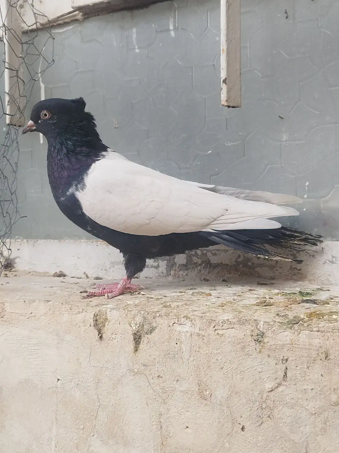 ماده سینه ای جوان تازه ۱۰بند شده|پرنده|بهبهان, |دیوار